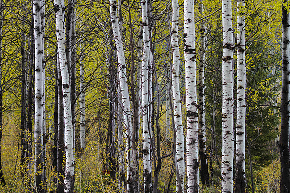 Yellowstone NP, MT