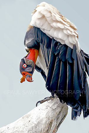 Vulture