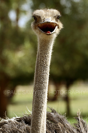 Ostrich