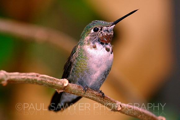 Hummingbird