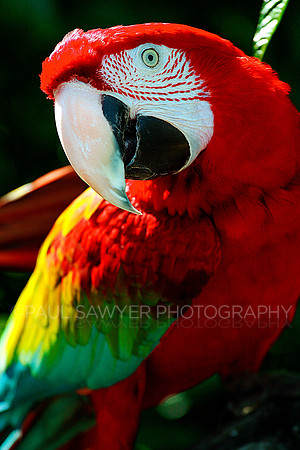 Parrot
