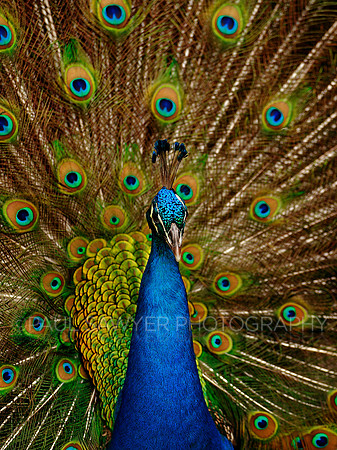 Peacock