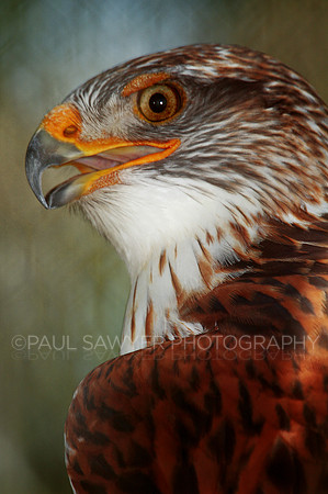Hawk