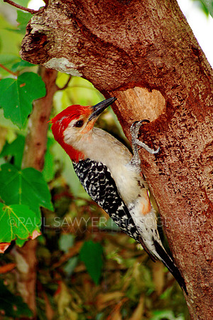 Woodpecker