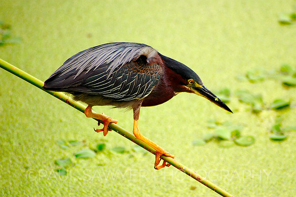 Least Bittern