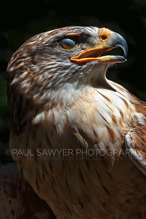Hawk