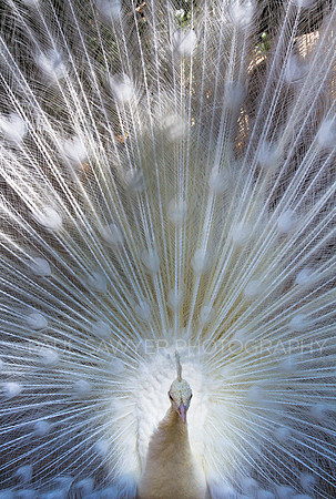 Albino Peacock