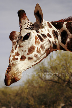 Giraffe