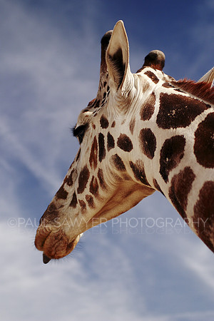 Giraffe