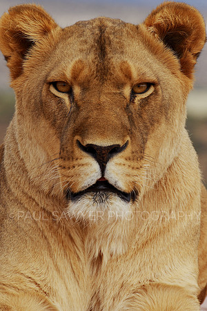 Lioness
