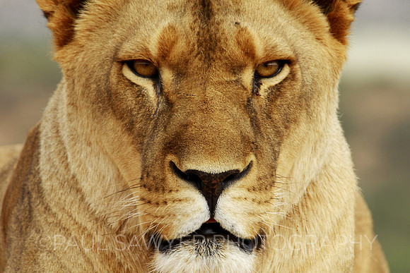 Lioness