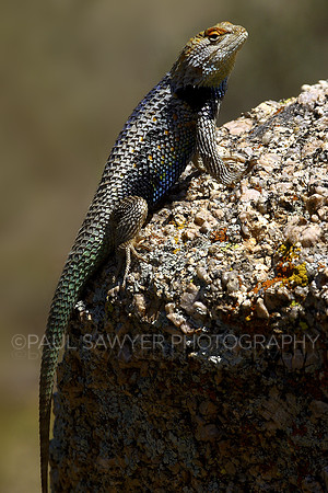 Lizard