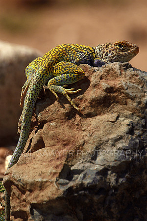 Lizard