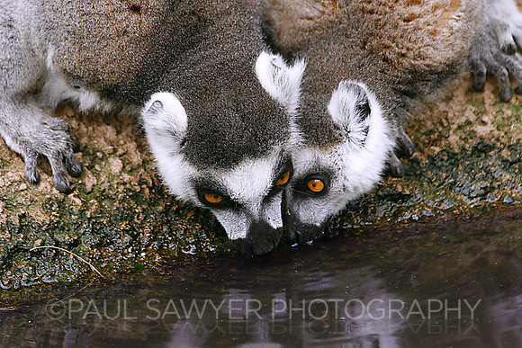 Lemurs