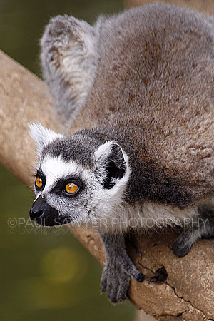 Lemur