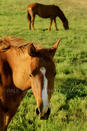 Horses
