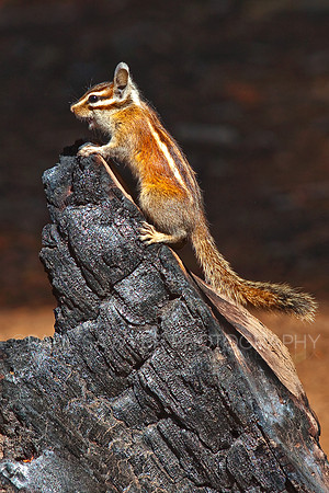 Chipmunk