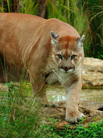 Florida Panther