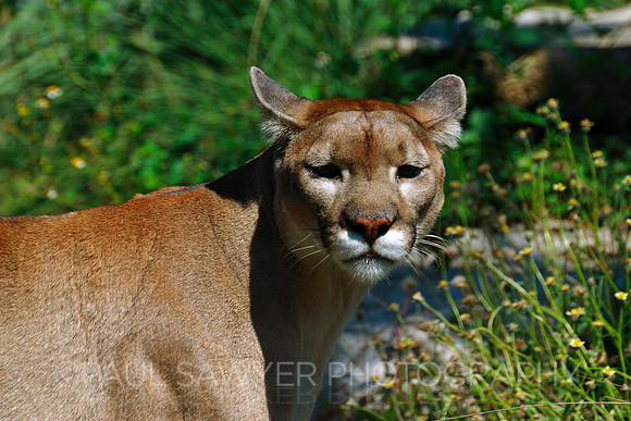 Florida Panther