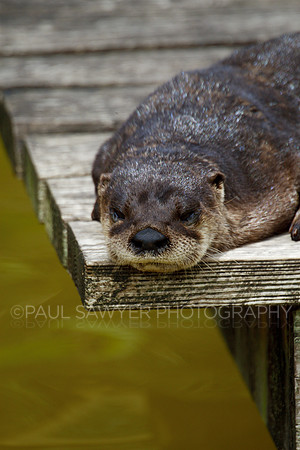 Otter