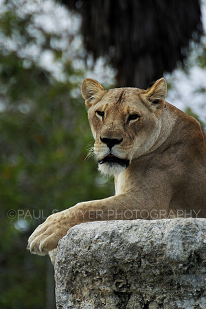 Lioness