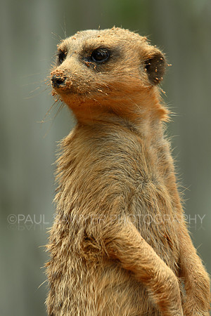 Meercat