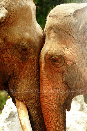 African Elephants