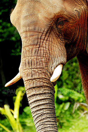 Indian Elephant