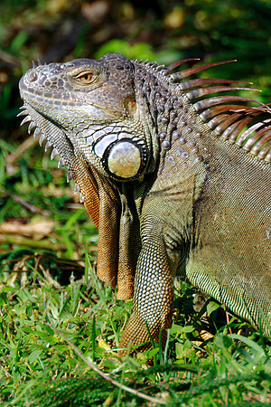 Iguana