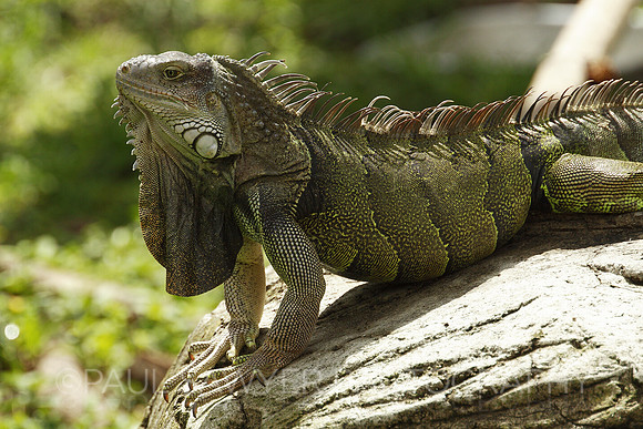 iIguana