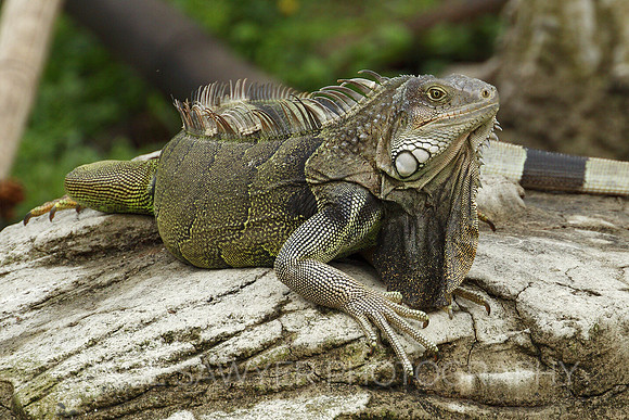 Iguana