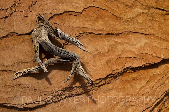Branch on Stone