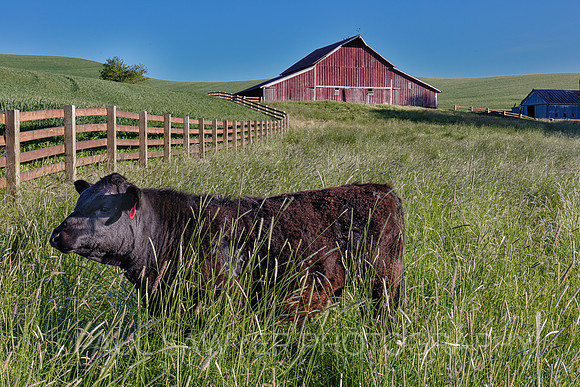 Palouse, WA