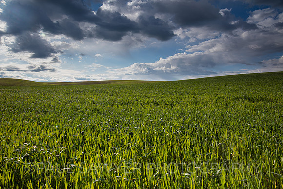 The Palouse, WA