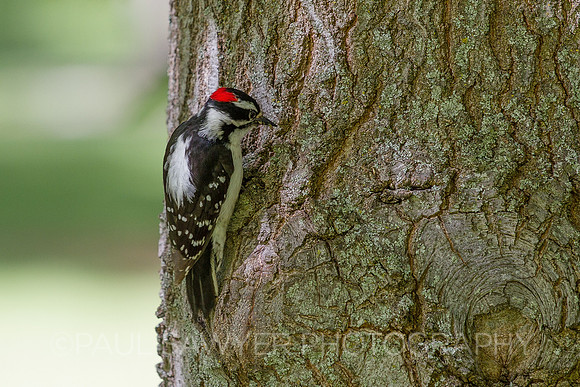 Woodpecker