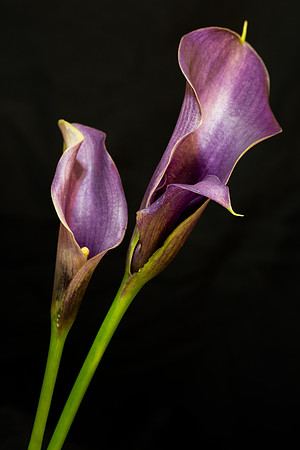 Calla Lilly