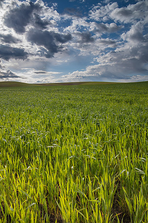 The Palouse