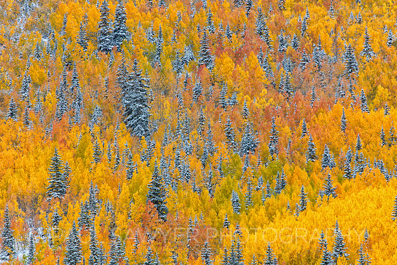 Ouray, CO