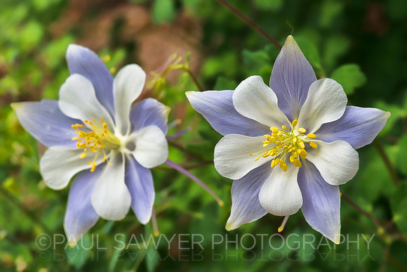 Columbine