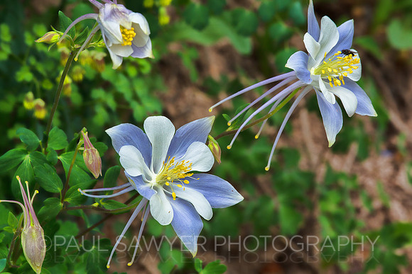 Columbine