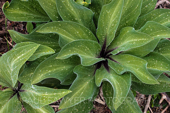 Milkweed