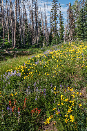 Cedar Breaks