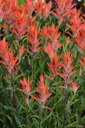 Indian Paintbrush