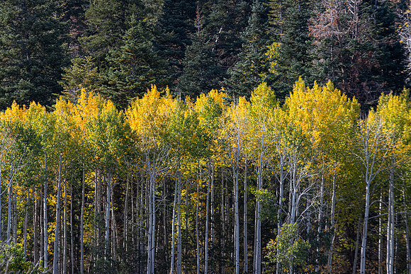 Ouray, CO