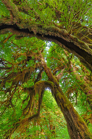Hoh Rain Forest, WA