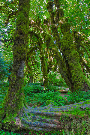 Hoh Rain Forest, WA