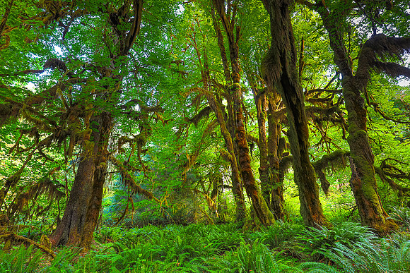 Hoh Rain Forest, WA