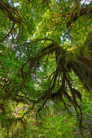 Hoh Rain Forest, WA