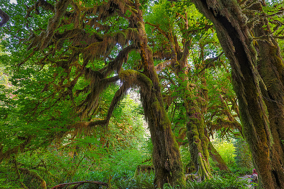 Hoh Rain Forest, WA
