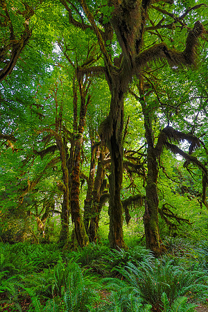 Hoh Rain Forest, WA